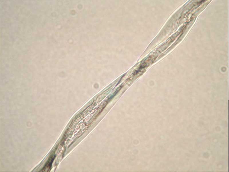 纖維側(cè)面觀察(棉)