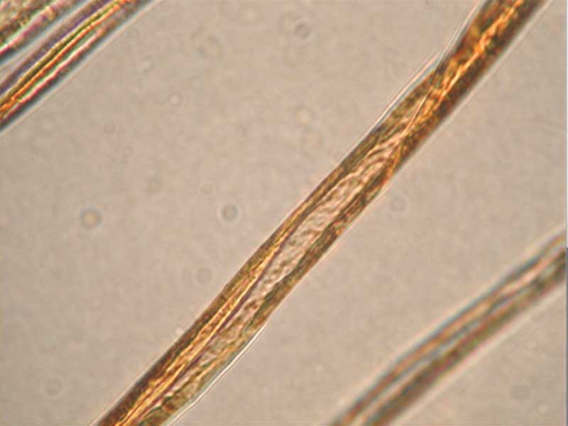 染色后纖維側(cè)面觀察(棉)